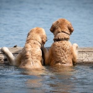 Meet your Posher, Gail